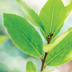 Bay Laurel