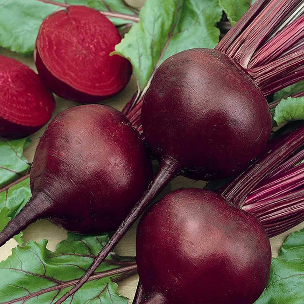 Organic Detroit Dark Red Beet Garden Seeds for Growing Microgreens, Vegetable Gardening