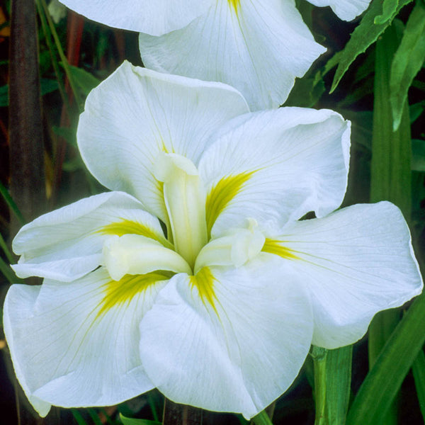 White Ladies Japanese Iris Bearded Species Growing Bonsai Bulbs Roots Rhizomes Corms Tubers Potted Planting Reblooming Fragrant Garden Flower Seeds Plant