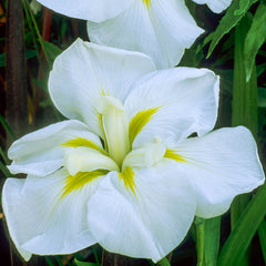 White Ladies Japanese Iris Bearded Species Growing Bonsai Bulbs Roots Rhizomes Corms Tubers Potted Planting Reblooming Fragrant Garden Flower Seeds Plant