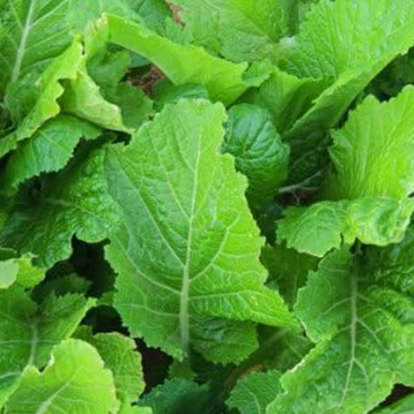 Mustard Florida Broadleaf Great Garden Vegetable