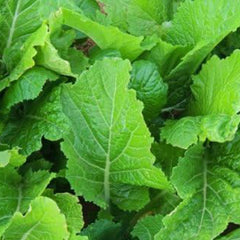 Mustard Florida Broadleaf Great Garden Vegetable