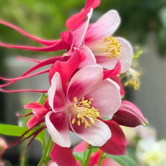 Columbine, Early Bird Red & White