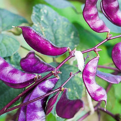 Perennial Red Dolichos Lablab Hyacinth Bean Vine & Flower Seed for Planting