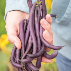 Bean, Bush, Purple Queen