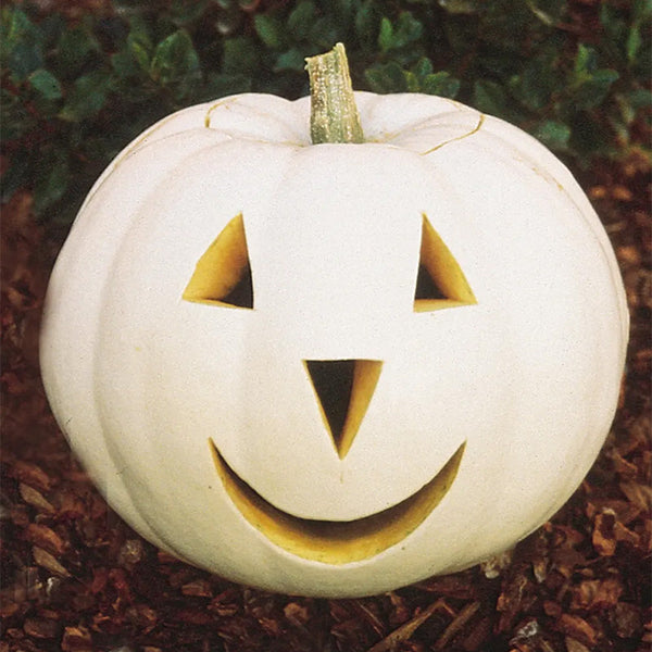 Pumpkin, Lumina