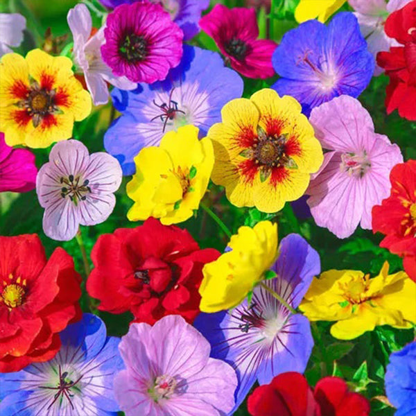 Color Festival Mixture Seeds