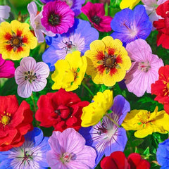 Color Festival Mixture Seeds