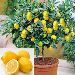 Dwarf Lemon Bonsai Tree Seeds Grow a Delicious Fruit Bearing Bonsai Tree