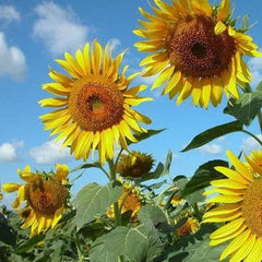Smiley Sunflower