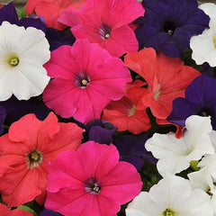 Annual Petunia Hybrida Flower Seed Mix for Planting