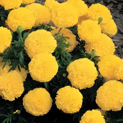 Inca II Yellow Hybrid  Marigold Seeds
