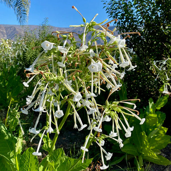 Sylvestris / Woodland Tobacco Seed