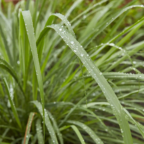 Herb, Lemongrass