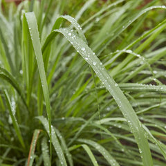 Herb, Lemongrass