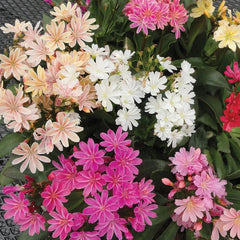 Lewisia, Elise Mix