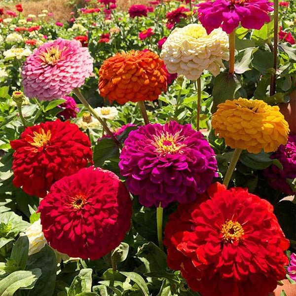 Mixed Double Zinnia Seeds Flower Garden Big Bright Beautiful Variety Butterfly