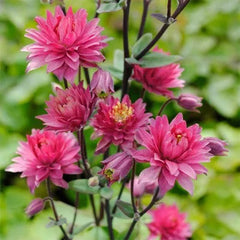 Cat's Paw Flowers Seeds