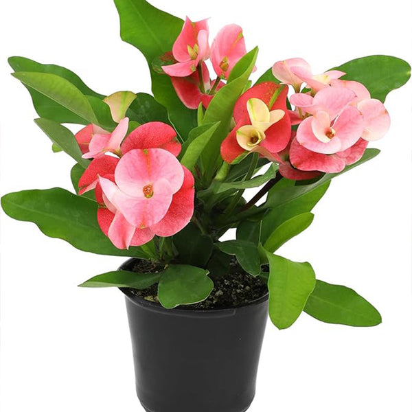 Euphorbia Crown of Thorns Plant Decor, Cactus Plants Live Houseplants