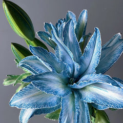 Double Blossom Lily