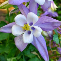 Columbine, Early Bird Blue & White