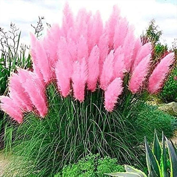 Pink Pampas Grass Seeds Ornamental Grass for Landscaping or Decoration
