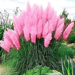 Pink Pampas Grass Seeds Ornamental Grass for Landscaping or Decoration