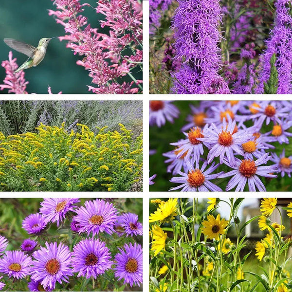 Autumn Magic Pollinator Collection Seeds