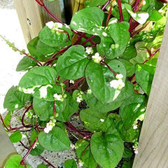 Malabar Red Stem Spinach Seeds