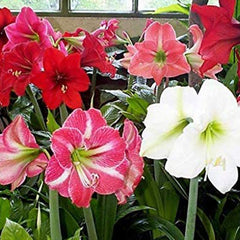 Amaryllis Flower Seeds