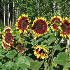 Sunflower Seeds - Floren