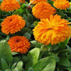 Calendula Bon Bon Orange - Flower Seeds