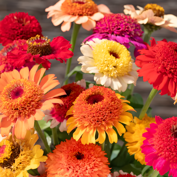 Crestar Mix Zinnia Seeds