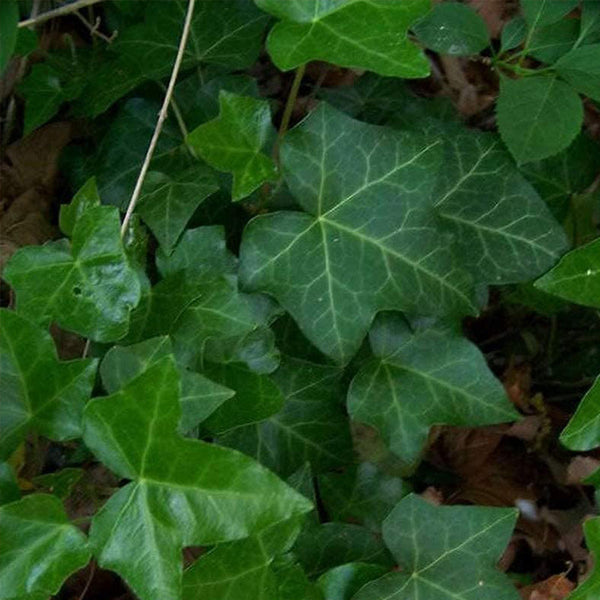 Boston Ivy Seeds