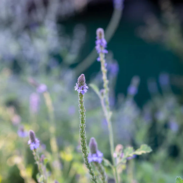 Western Vervain