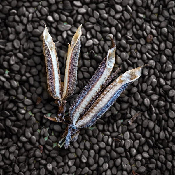 Herb, Sesame