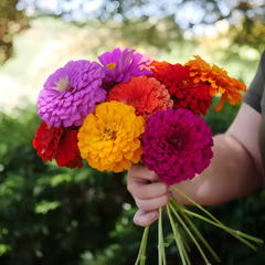 Mix Zinnia Seeds