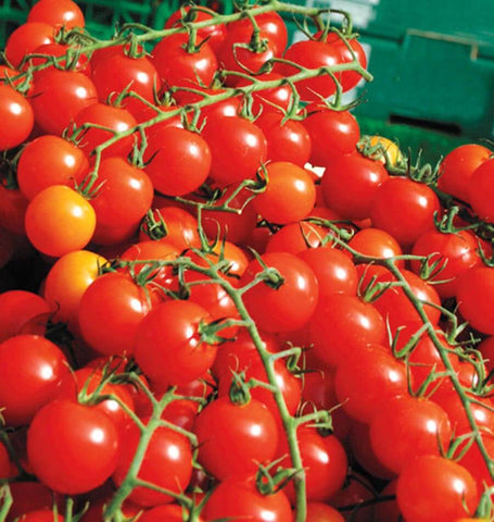 Sweet Million cherry tomato seeds