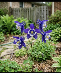 100 Deep Blue Columbine Aquilegia Seeds for Planting - Heirloom Seed Blend for Home Garden