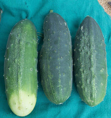 Homemade Pickles cucumber seeds