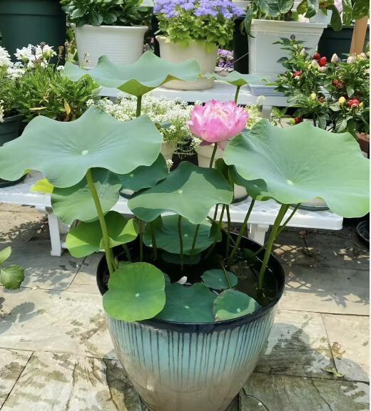 15 Pcs Mixed Bonsai Bowl Lotus Seeds - Vibrant Water Lilys Flower Plant for Fresh Gardens - Non-GMO Aquatic Seeds (Mixed Color)
