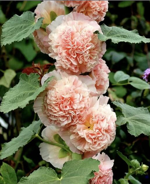 100pcs Double Hollyhock Seeds ‘Radiant Rose’ - Mixed Colors, Non-GMO Heirloom, Hardy Biennial for Vibrant & Tall Blooms