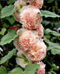 100pcs Double Hollyhock Seeds ‘Radiant Rose’ - Mixed Colors, Non-GMO Heirloom, Hardy Biennial for Vibrant & Tall Blooms