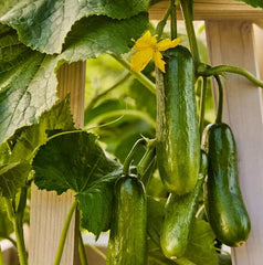 Cucumber, Mini, Party Time Hybrid 1Pkt 30 Seeds