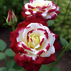 Rare Twin Roses - Seeds