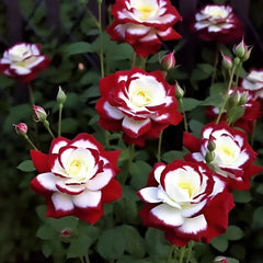 Rare Twin Roses - Seeds