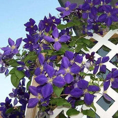 Climbing Clematis Seeds