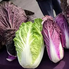 Organic Purple Cabbage Seeds