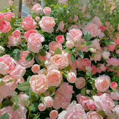 Repeat Blooming Climbing Rose Seeds - Luck Rises