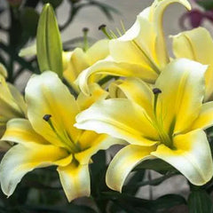 Oriental Perfume Lily Seeds